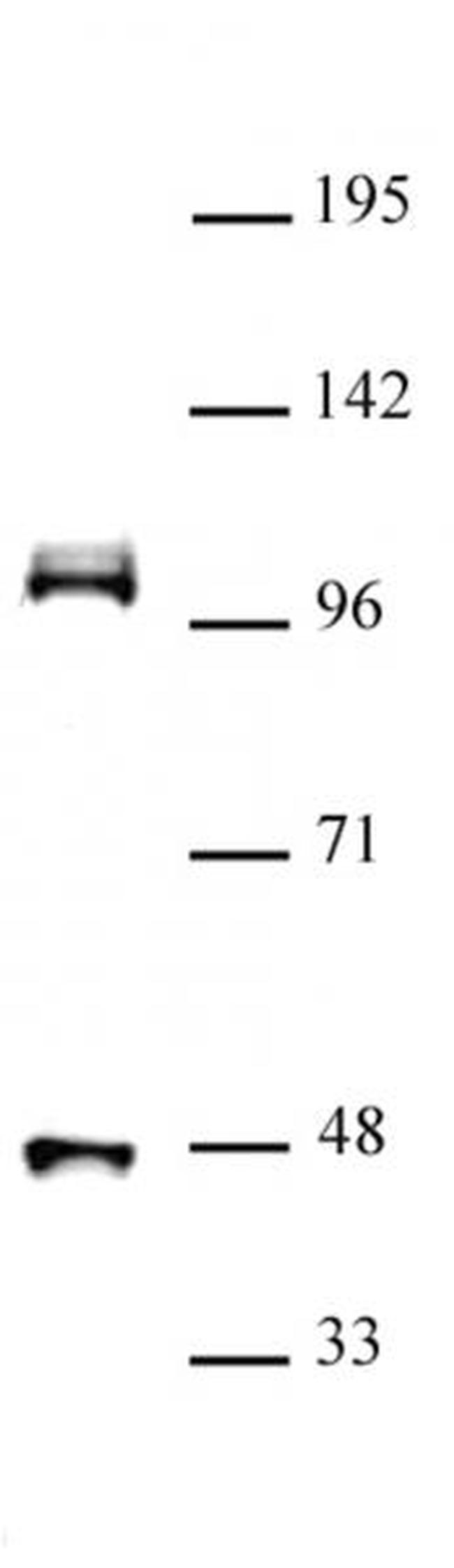 CUL4B Antibody in Western Blot (WB)