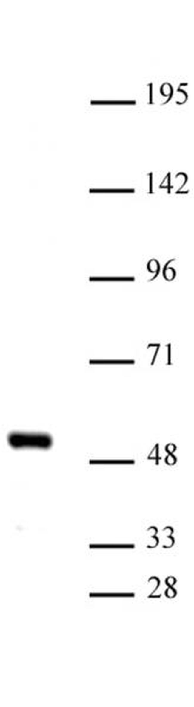 IRF-4 Antibody in Western Blot (WB)