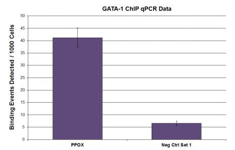 GATA-1 Antibody in ChIP Assay (ChIP)