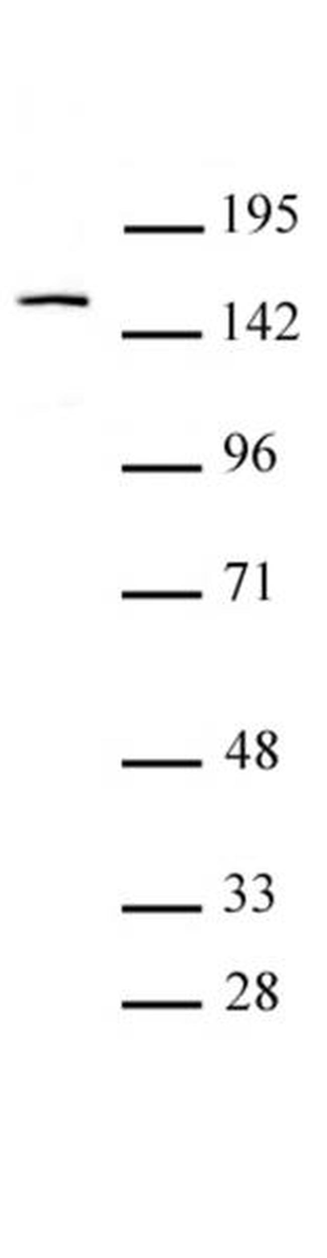 BRPF1 Antibody in Western Blot (WB)