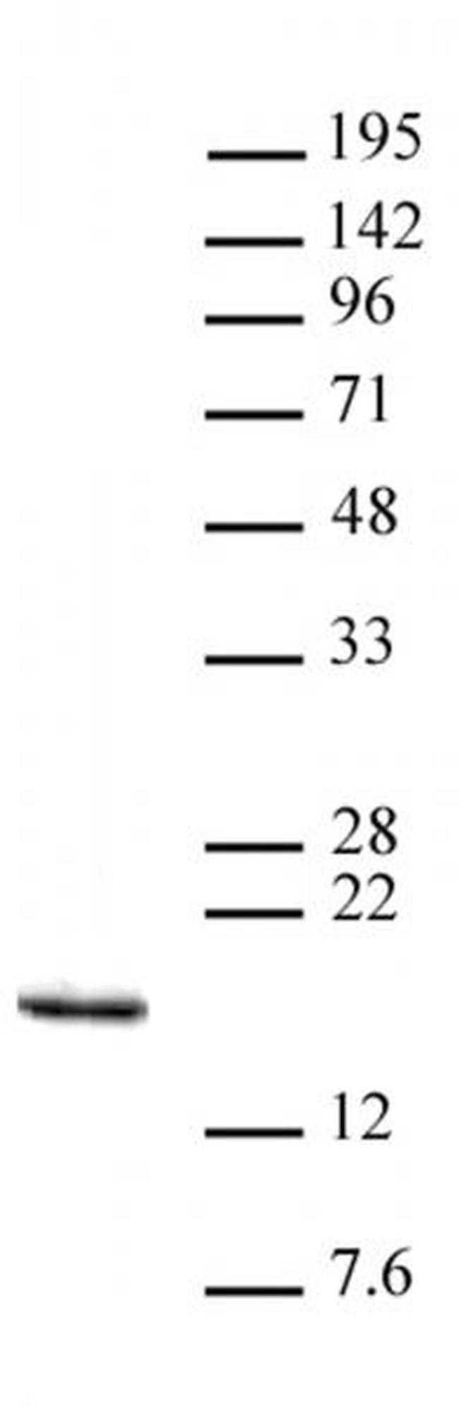 Histone H3K14me3 Antibody in Western Blot (WB)