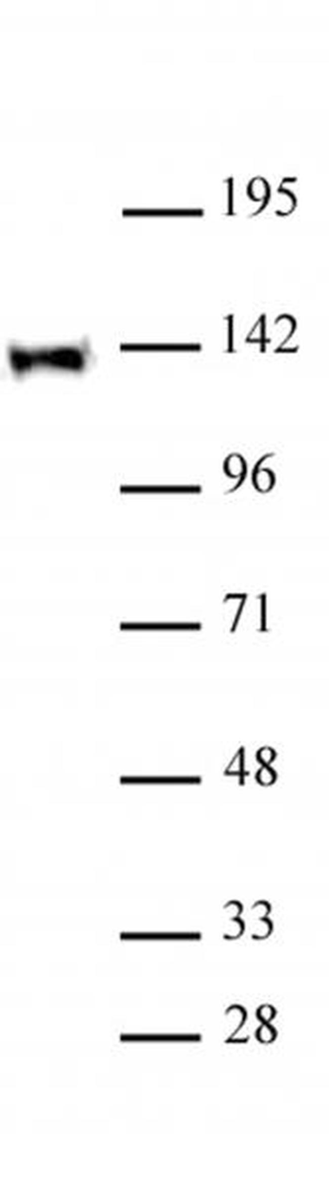 TRIM24 Antibody in Western Blot (WB)