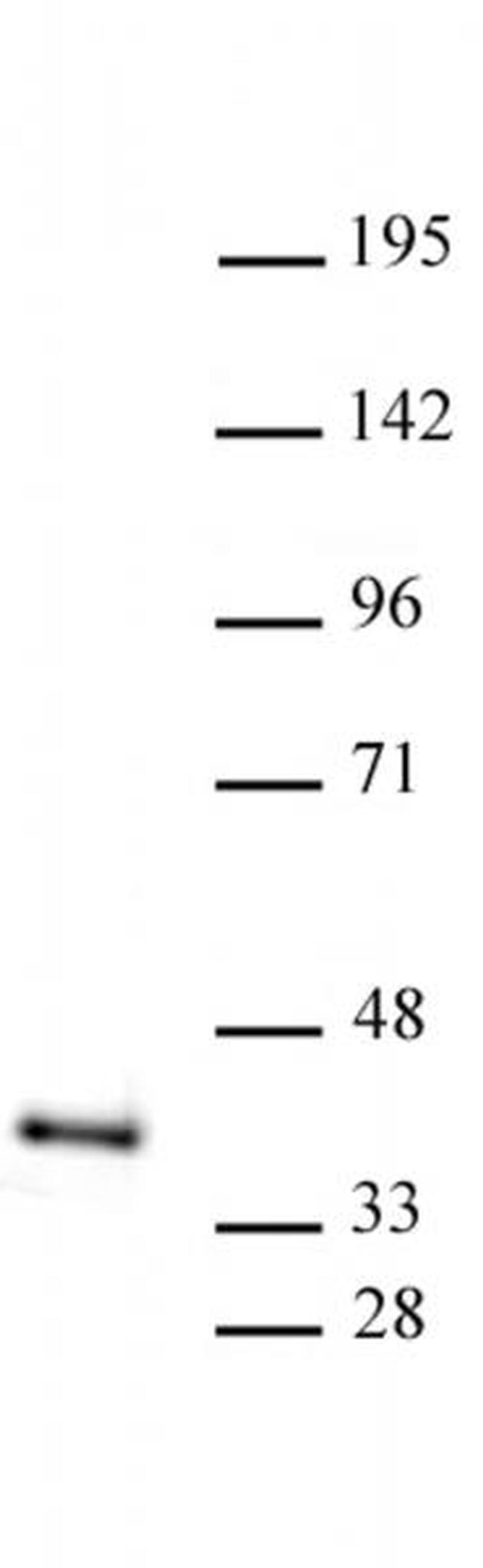 ATF1 Antibody in Western Blot (WB)