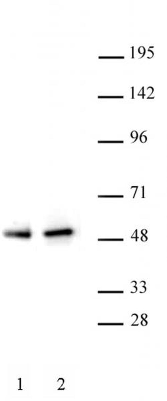 PAX5 Antibody in Western Blot (WB)