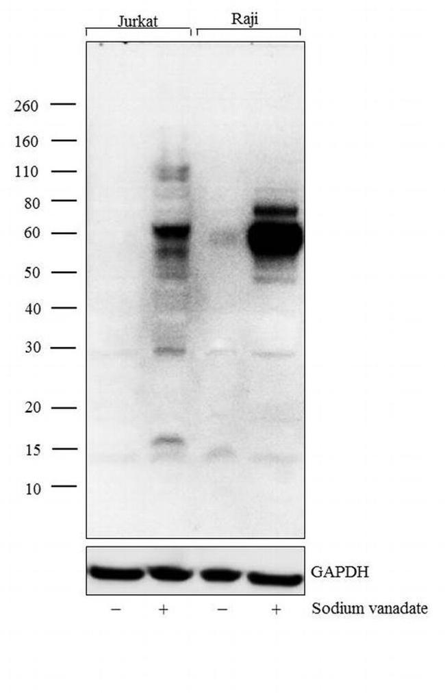 Phosphotyrosine Antibody in Western Blot (WB)