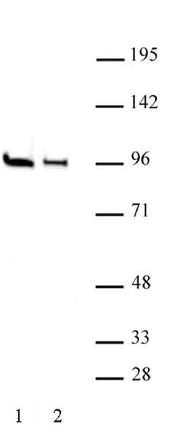 EZH1 Antibody in Western Blot (WB)
