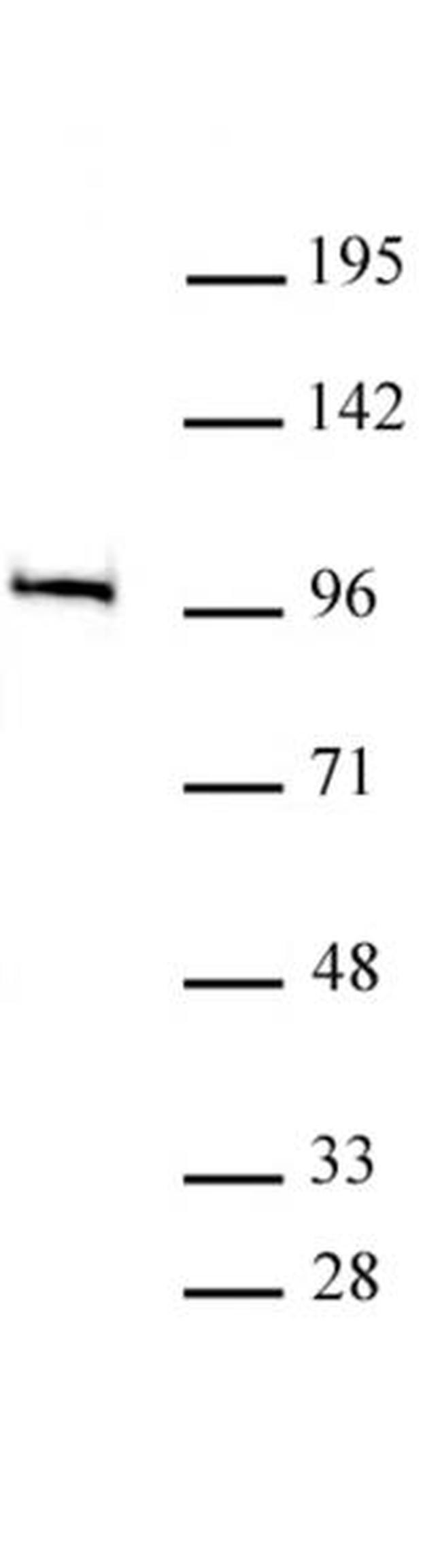 MED15 Antibody in Western Blot (WB)