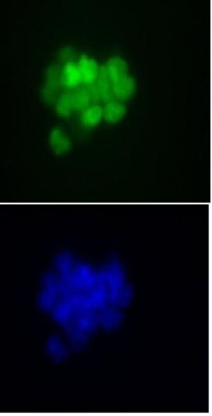 Nanog Antibody in Immunocytochemistry (ICC/IF)