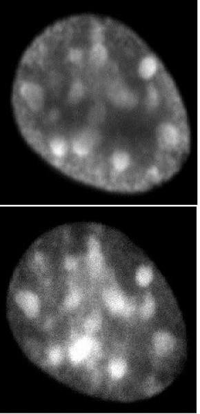 Histone H3.1 / 3.2 Antibody in Immunocytochemistry (ICC/IF)