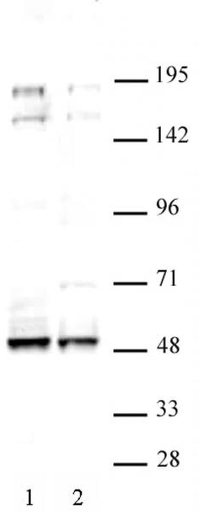 MAF Antibody in Western Blot (WB)