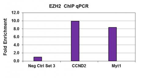 EZH2 Antibody in ChIP Assay (ChIP)