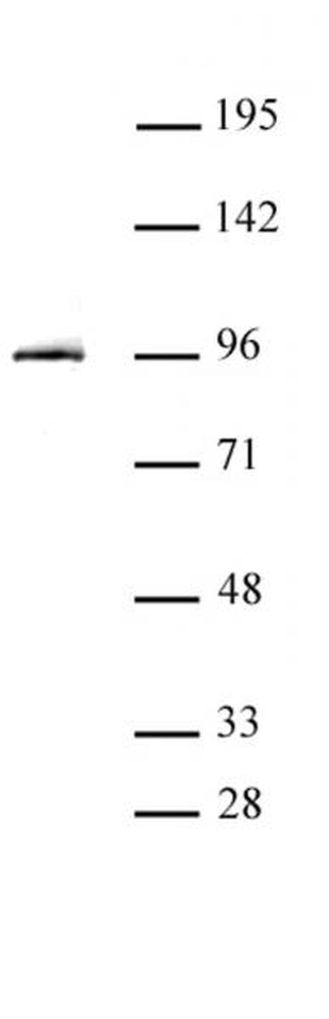STAT3 Antibody in Western Blot (WB)