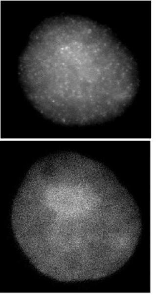 Histone H3 Antibody in Immunocytochemistry (ICC/IF)