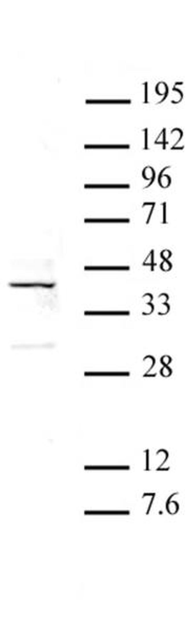ATF4 Antibody in Western Blot (WB)