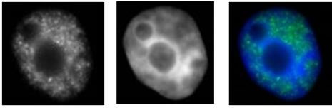 Phospho-RNA pol II CTD (Ser2, Ser5) Antibody in Immunocytochemistry (ICC/IF)