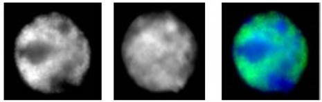 RNA pol II Antibody in Immunocytochemistry (ICC/IF)