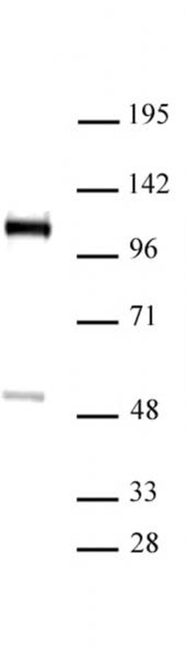 FOXM1 Antibody in Western Blot (WB)