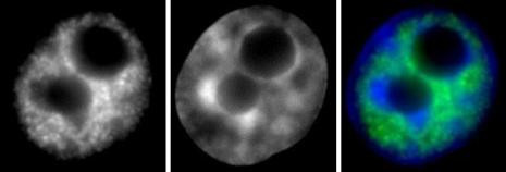 Phospho-RNA pol II CTD (Ser2) Antibody in Immunocytochemistry (ICC/IF)