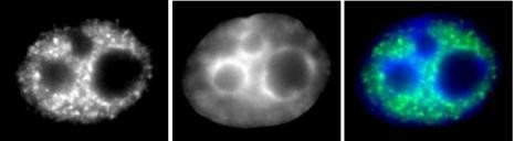 Phospho-RNA pol II CTD (Ser5) Antibody in Immunocytochemistry (ICC/IF)