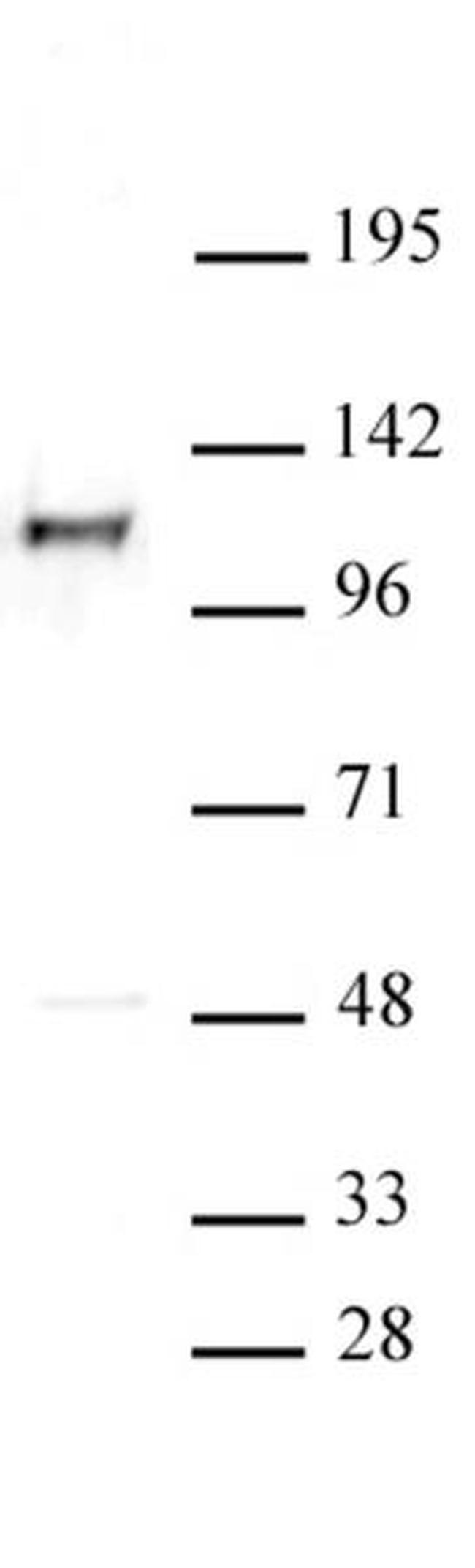 MCM2 Antibody in Western Blot (WB)