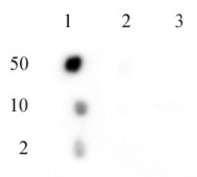 Phospho-C17orf96 (Ser15) Antibody in Dot Blot (DB)