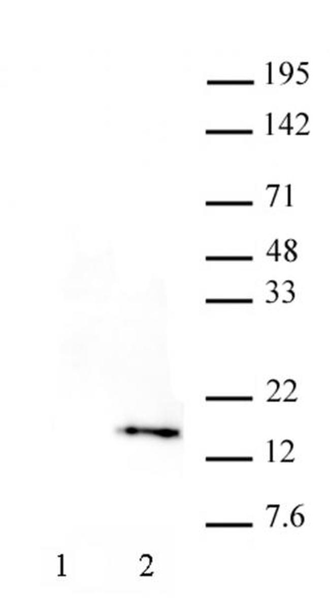 Phospho-Histone H3 (Thr32) Antibody in Western Blot (WB)