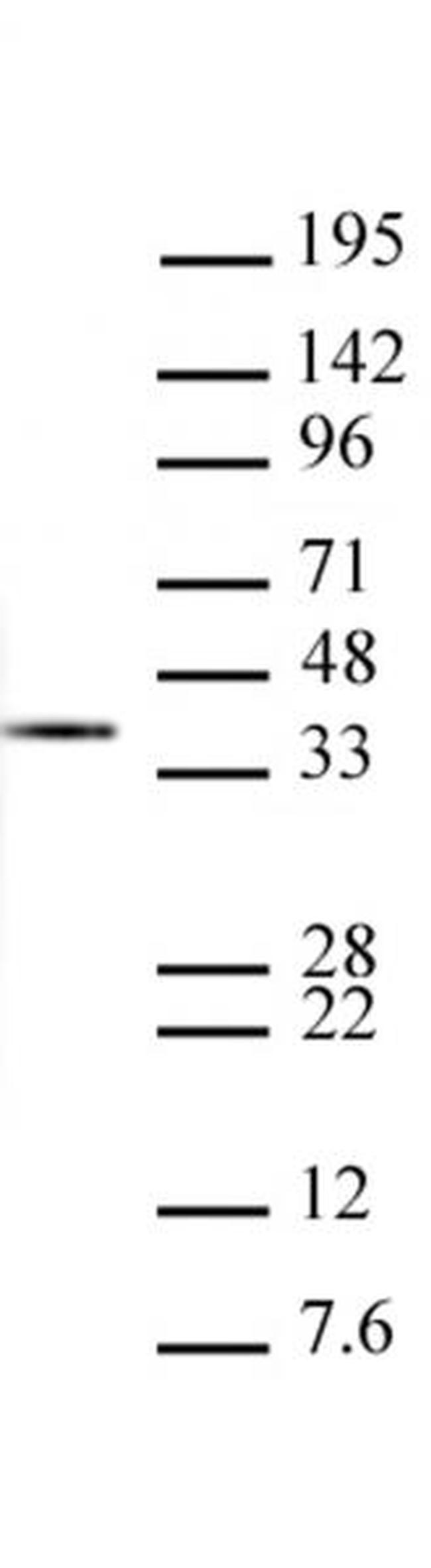 Histone H1 Antibody in Western Blot (WB)