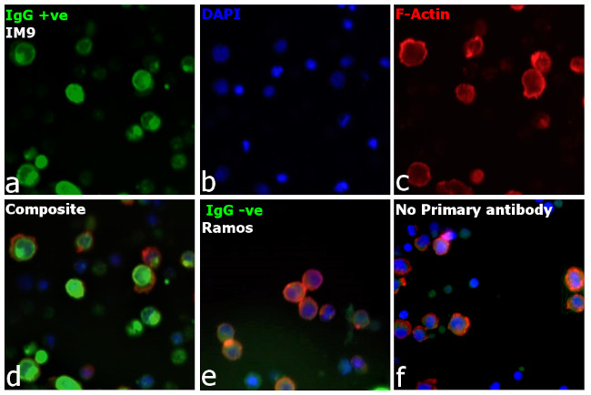 Human IgG (H+L) Secondary Antibody in Immunocytochemistry (ICC/IF)