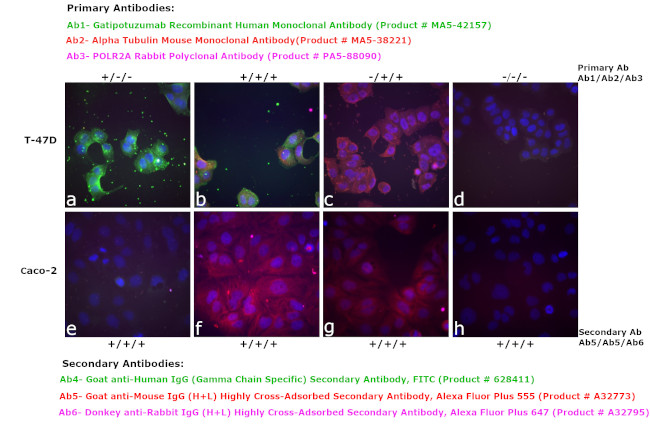 Human IgG (Gamma Chain Specific) Secondary Antibody in Immunocytochemistry (ICC/IF)