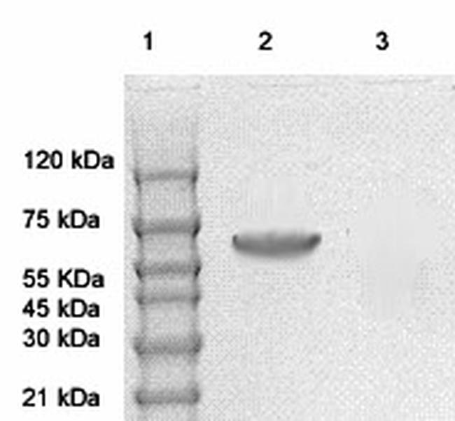 Phospho-AMPK-alpha (Thr172) Antibody in Western Blot (WB)