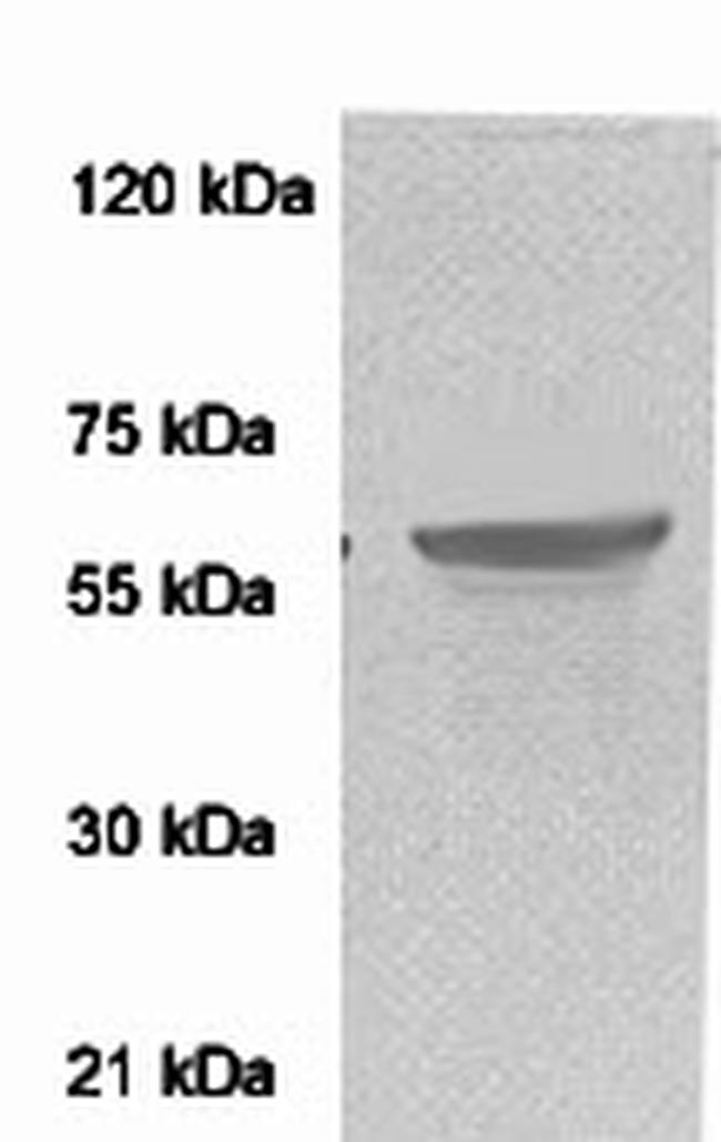 AMPK-alpha Antibody in Western Blot (WB)