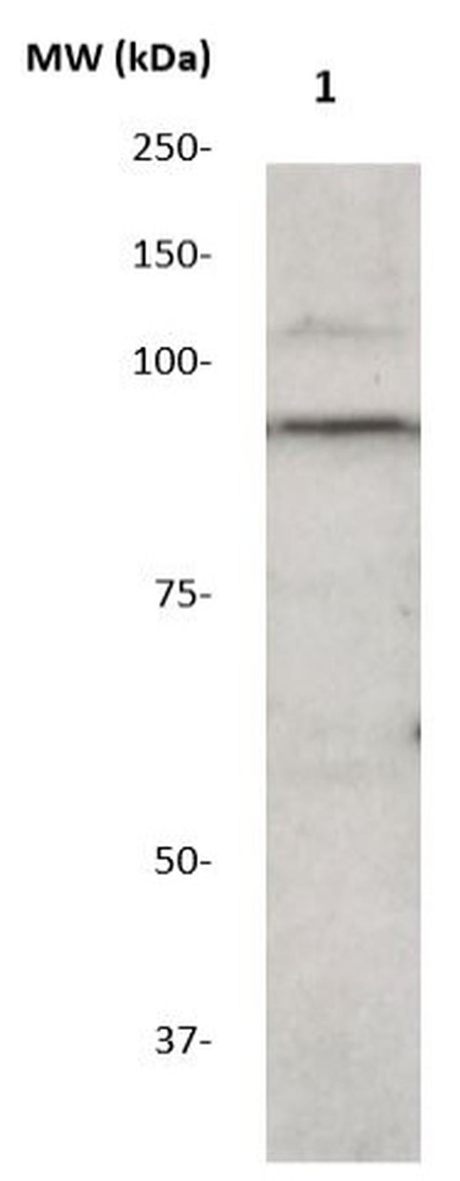STAT1 Antibody in Western Blot (WB)