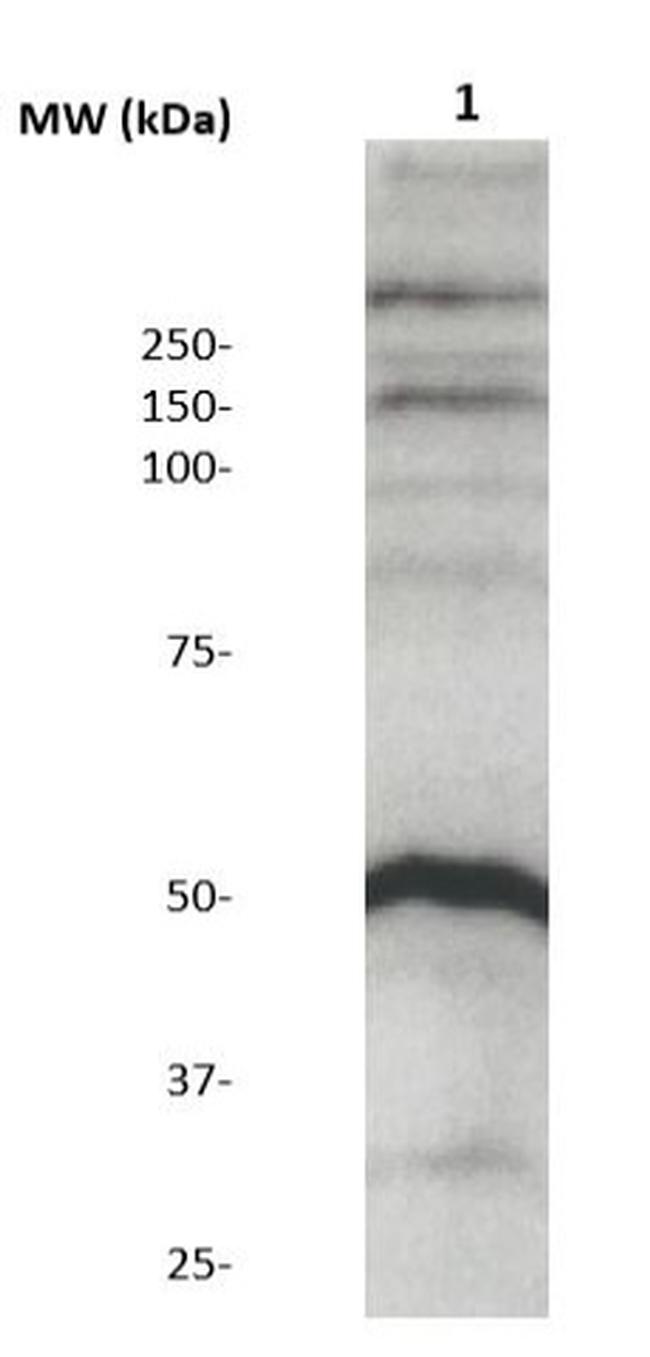 Phospho-MBP (Thr98) Antibody in Western Blot (WB)