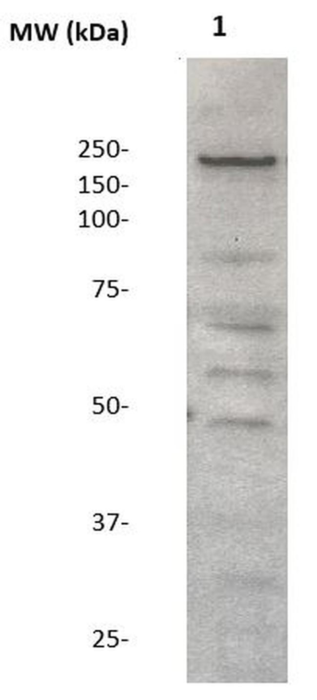 Neurofibromin Antibody in Western Blot (WB)