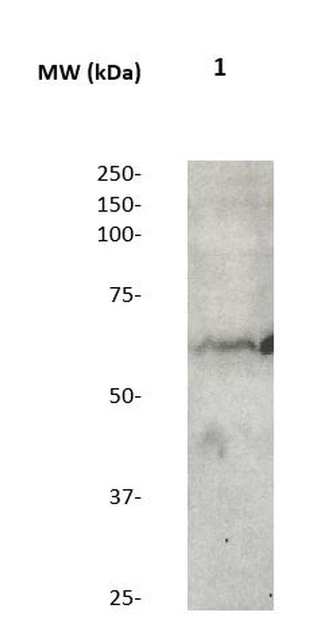 Phospho-SOX-9 (Ser181) Antibody in Western Blot (WB)