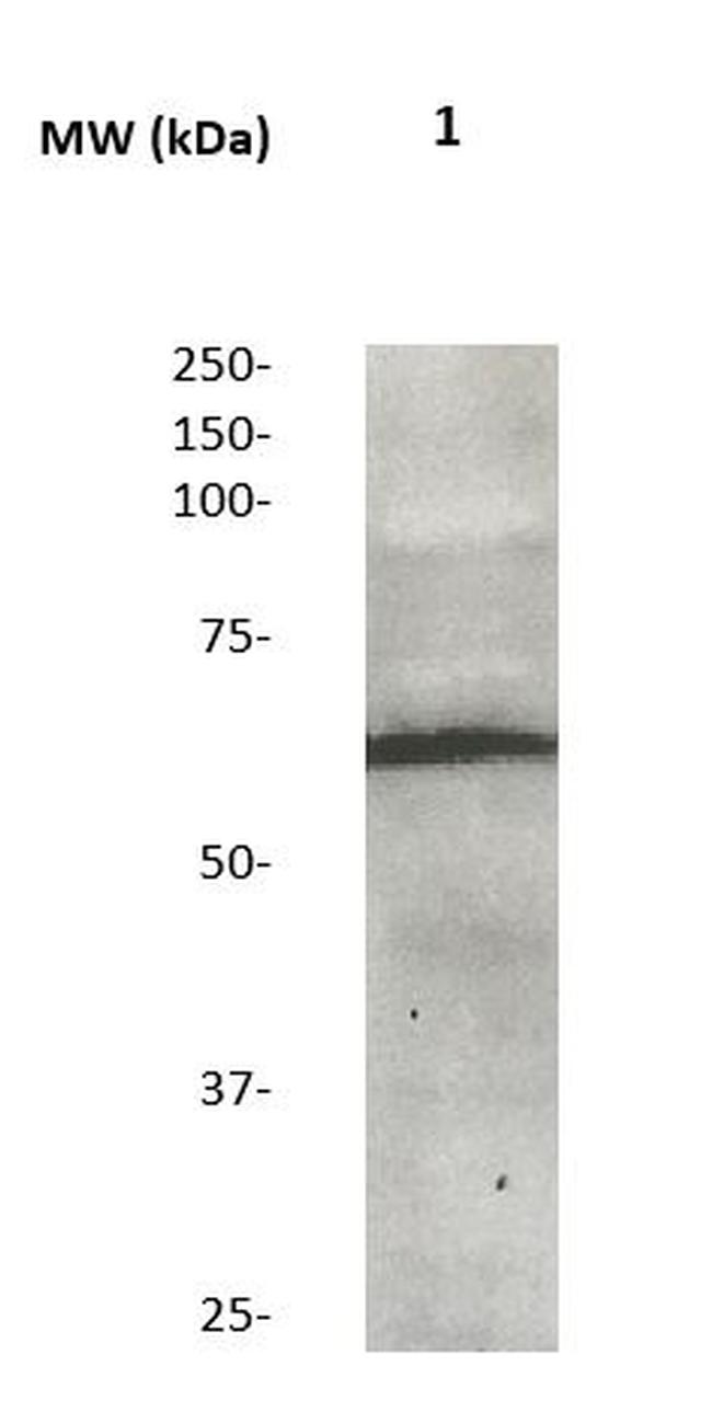 SOX-9 Antibody in Western Blot (WB)