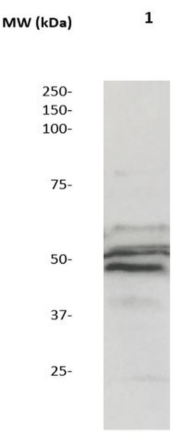 Phospho-MEK5 (MAPKK5) (Ser311, Thr315) Antibody in Western Blot (WB)