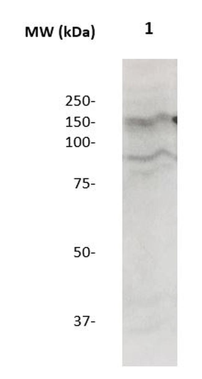 Neuropilin-1 Antibody in Western Blot (WB)