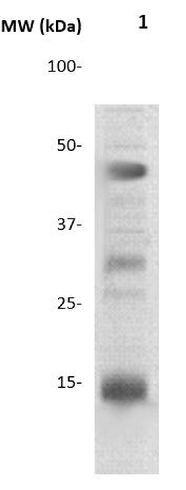 Histone H3 Antibody in Western Blot (WB)