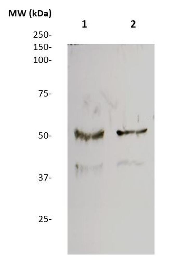 SSEA1 (CD15) Antibody in Western Blot (WB)