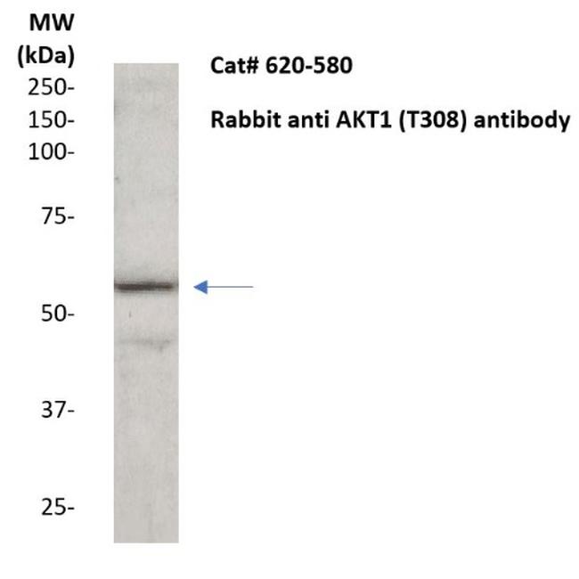 AKT1 Antibody in Western Blot (WB)