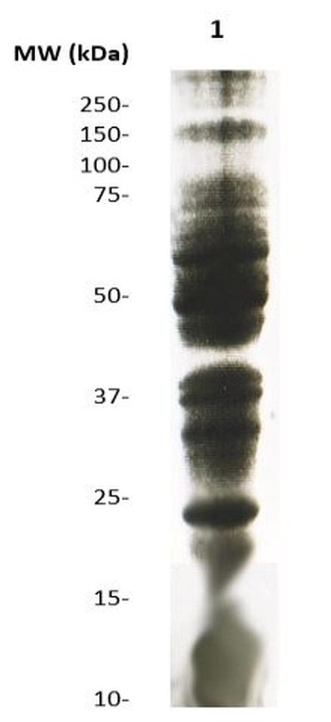 Phosphothreonine Antibody in Western Blot (WB)