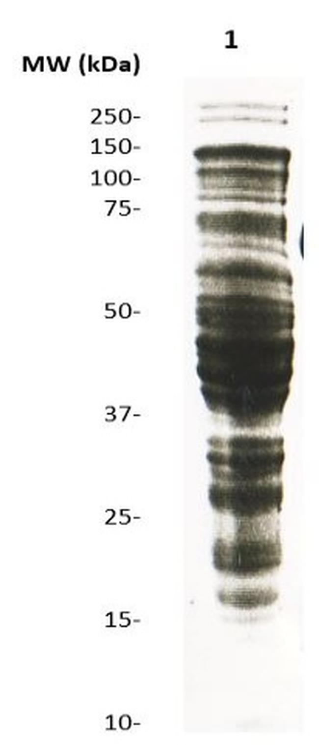 Phosphoserine Antibody in Western Blot (WB)