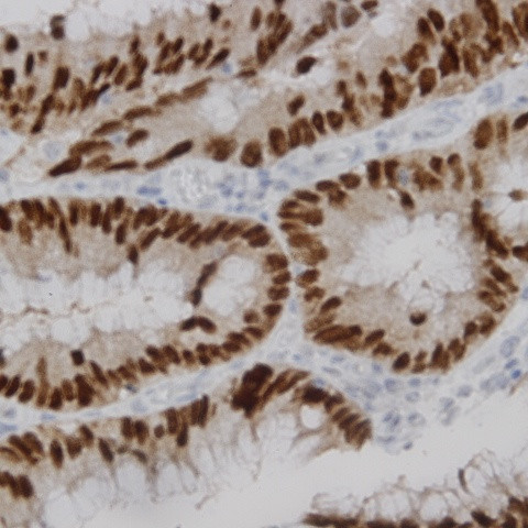 Phospho-c-Fos (Thr232) Antibody in Immunohistochemistry (Paraffin) (IHC (P))
