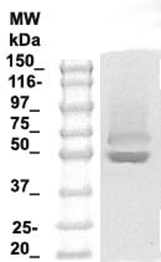 Tau Antibody in Western Blot (WB)