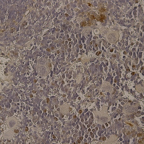 GDF-8 Antibody in Immunohistochemistry (Paraffin) (IHC (P))