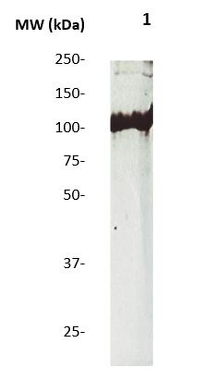 Phospho-AXL/UFO (Tyr770, Tyr812, Tyr857) Antibody in Western Blot (WB)