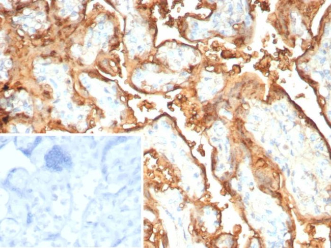 S100P/MIG9 Antibody in Immunohistochemistry (Paraffin) (IHC (P))