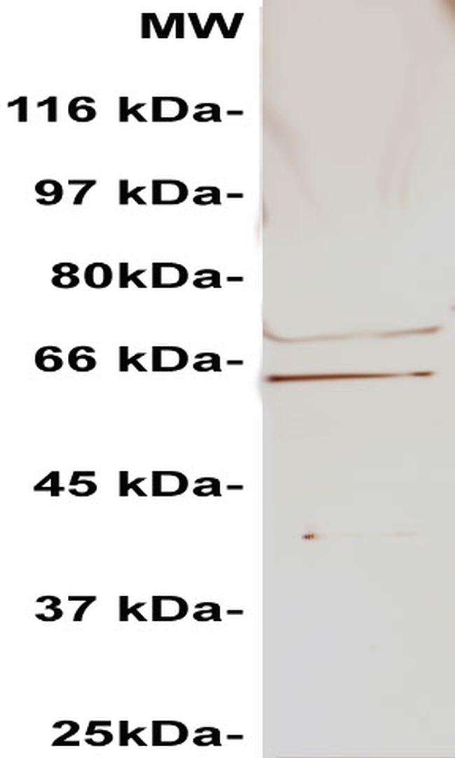 AEG1 Antibody in Western Blot (WB)
