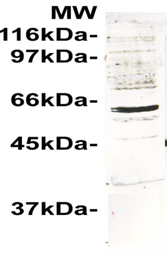 SAND1 (Mona) Antibody in Western Blot (WB)